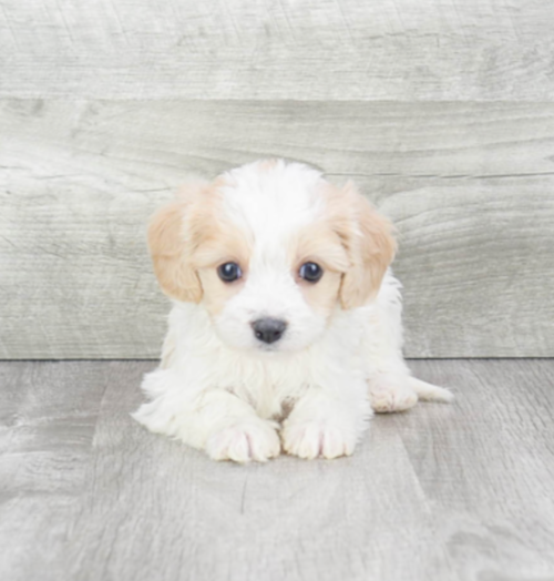 tan and white cavachon puppy in a gray background